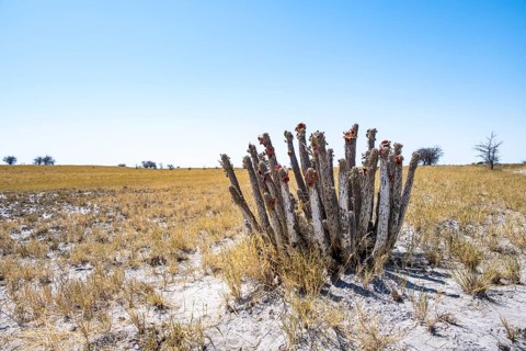 Flowering cactus (Hoodia currorii) in arid landscape, Makgadikgadi salt pans, Botswana