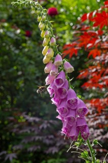 Common foxglove (Digitalis purpurea), bumblebee approaching, Sieversen, Rosengarten, Lower Saxony,
