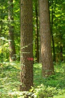 Tree marked for felling, forest, Sieversen, Rosengarten, Lower Saxony, Germany