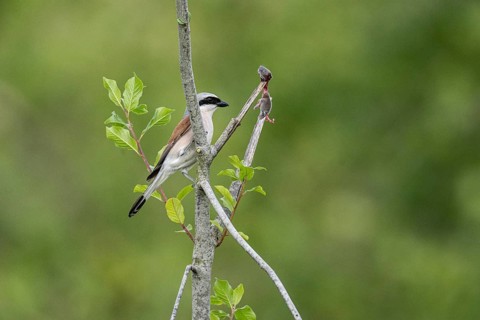 Red-backed shrike (Lanius collurio) with impaled mouse, Emsland, Lower Saxony, Germany