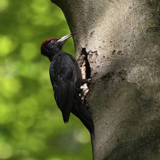 Black woodpecker (Dryocopus martius), adult male, sits in typical pose in front of his breeding den