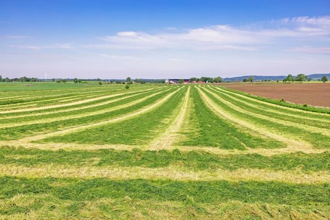 Freshly cut grass in swaths on a field for silage in a agricultural landscape a sunny summer day,