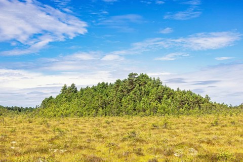 Pine forest on a hill on a bog in a remote wilderness a sunny summer day with a blue sky, Sweden