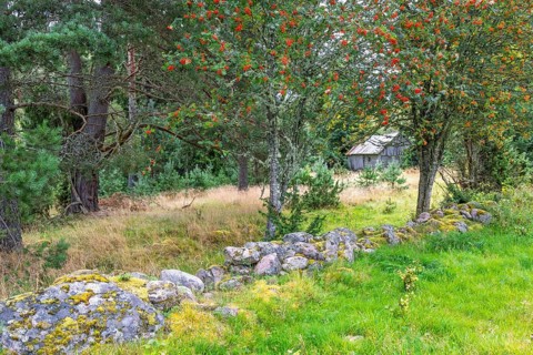 Stone wall in a pasture by a rowan tree with red berries and a old wooden barn by the forest edge