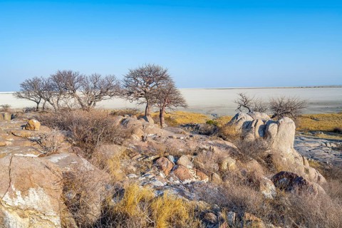 African baobab or baobab tree (Adansonia digitata), several trees overlooking the salt pan, Kubu