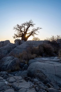 African baobab or baobab tree (Adansonia digitata), with sun star in the evening light, Kubu Island