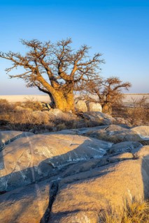 African baobab (Adansonia digitata), babobab with view over the salt pan in the evening light, Kubu