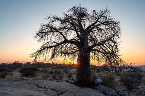 African baobab or baobab tree (Adansonia digitata), sun star at sunset, Kubu Island (Lekubu), Sowa
