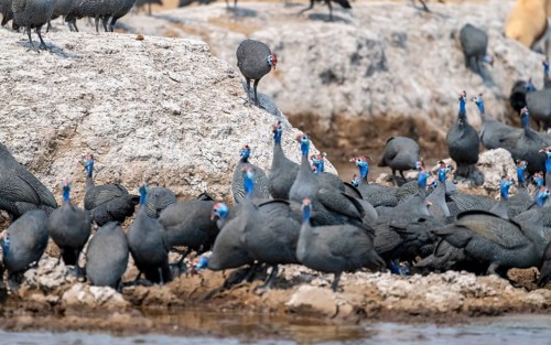 Helmeted guinea fowl (Numida meleagris), flock at the waterhole, Nxai Pan National Park, Botswana