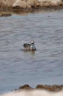 Pallid duck (Anas capensis), swimming in a waterhole, Nxai Pan National Park, Botswana