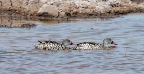 Pallid duck (Anas capensis), two animals, swimming in a waterhole, Nxai Pan National Park, Botswana