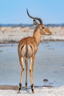 Impala (Aepyceros melampus) at a waterhole, black heeler antelope, male from behind, rump, Nxai Pan