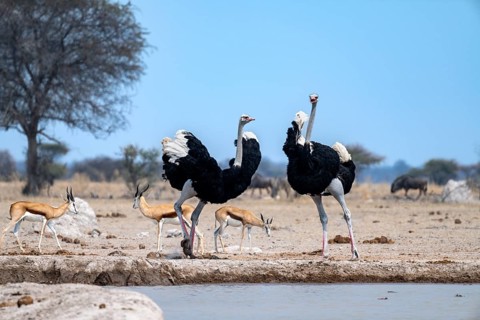 Common ostrich (Struthio camelus), two adult males at a waterhole, threatening, imposing behaviour,