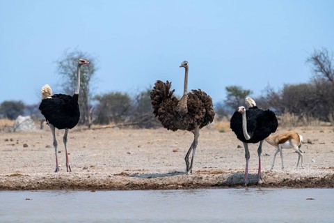 Common ostrich (Struthio camelus), two adult males and one female drinking at a waterhole, Nxai Pan