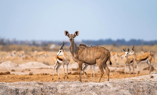 Greater kudu (Tragelaphus strepsiceros), adult female, alert, Nxai Pan National Park, Botswana