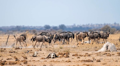 Blue wildebeest (Connochaetes taurinus), herd in dry savannah, Nxai Pan National Park, Botswana