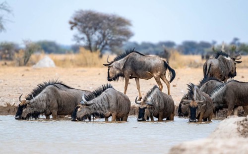 Blue wildebeest (Connochaetes taurinus), group drinking at a waterhole, Nxai Pan National Park,