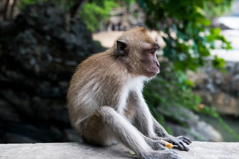 Monkey on the beach, macaque, Ao Nang Beach, Ao Nang, Krabi, Thailand