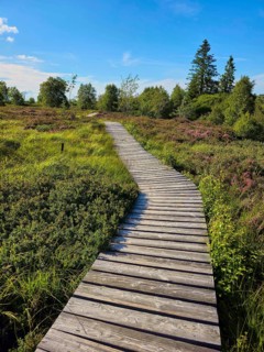 A winding wooden path meanders through a green heath landscape in the sunshine, summer, High Fens,