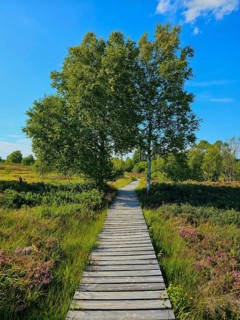A wooden path leads through a heath landscape with trees under a clear blue sky, summer, High Fens,