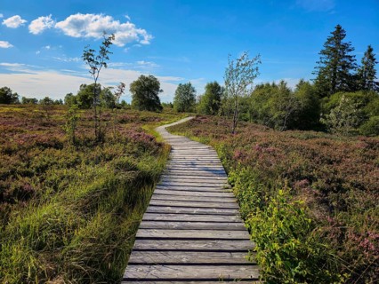 A wooden path leads through blooming heathland and trees, captured under a clear sky, summer, High