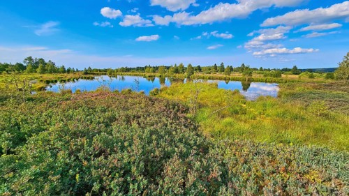 A reflecting moor pond surrounded by green vegetation under a cloudy sky, summer, High Fens, Eifel