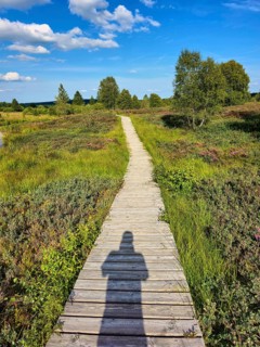 A wooden path accompanied by a shadow leads through green meadows on a sunny day, summer, High