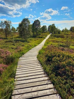 A wooden path leads through a heath landscape with trees under a blue sky and clouds, summer, High