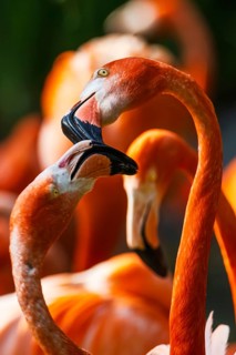 American flamingo, Phoenicopterus ruber, group of birds