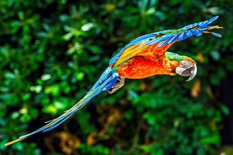Blue-and-yellow macaw, Ara ararauna, bird in flight