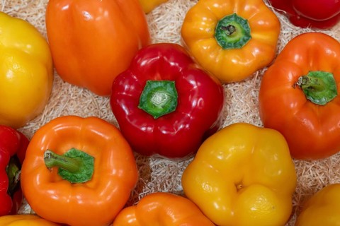 Chilli varieties