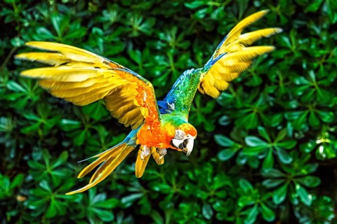 Scarlet macaw, Ara macao, bird in flight