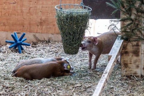 Piglets in the barn