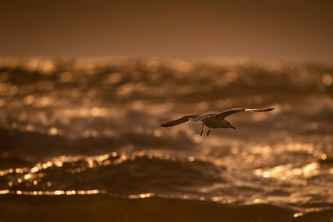 Herring gull (Larus argentatus) in flight over the surf looking for starfish, evening light, Hvide