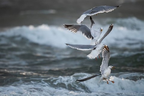 Herring gulls (Larus argentatus) in flight over the surf fighting over a captured starfish, Hvide