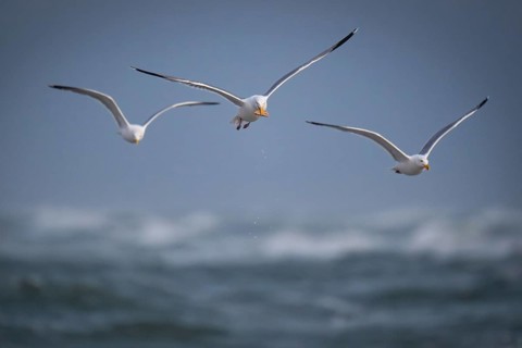 Herring Gull (Larus argentatus) with captured starfish in its beak, Hvide Sande, North Sea, Denmark