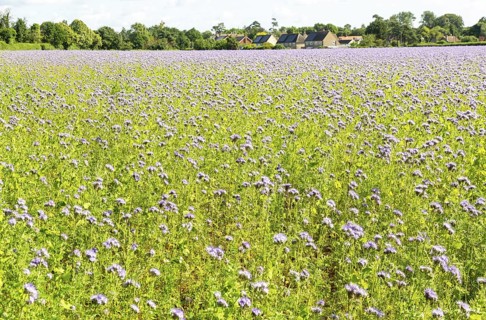 Lacy Phacelia, Phacelia Tanacetifolia, flowering in arable field used as green manure crop, Sutton,