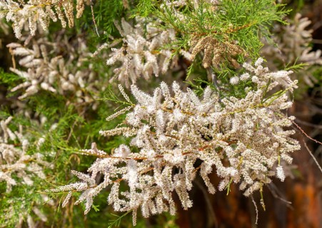 Close up of flowering Common Tamarisk plant, Tamarix gallica, Bawdsey Quay, Suffolk, England, UK