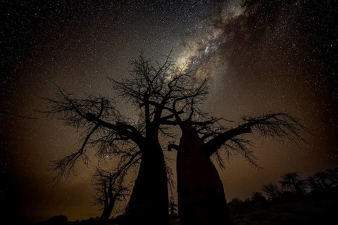 Silhouette of a baobab tree with starry sky and Milky Way, African baobab (Adansonia digitata),