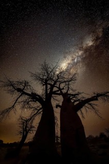 Silhouette of a baobab tree with starry sky and Milky Way, African baobab (Adansonia digitata),