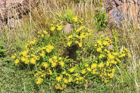 Unspecified yellow flowering vegetation between granite boulders on the coast of Lysekil, Bohuslän,