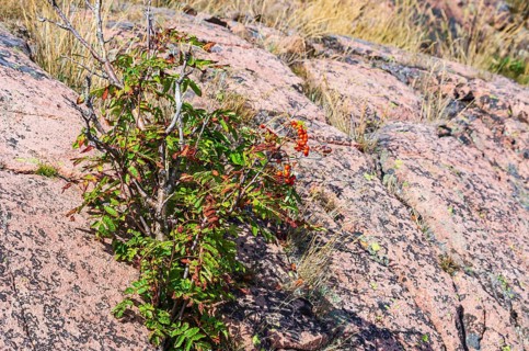 Mountain ash, Sorbus aucuparia, also known as rowan, grows between reddish boulders of