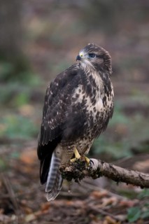 Fledged, but still uncertain... Buzzard (Buteo buteo), freshly fledged young bird with still blue