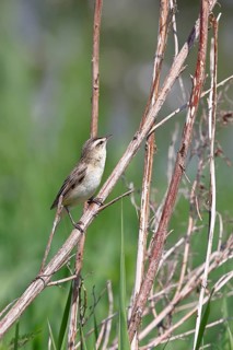 Reed warbler (Acrocephalus schoenobaenus) sitting in a shrub in its natural environment, Wildlife,