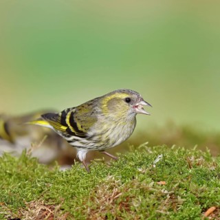 Siskin (Carduelis spinus), female sitting on moss, mossy ground, Wilnsdorf, North Rhine-Westphalia,