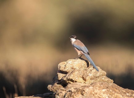 Blue magpie (Cyanopica cooki), Extremadura, Castilla La Mancha, Spain