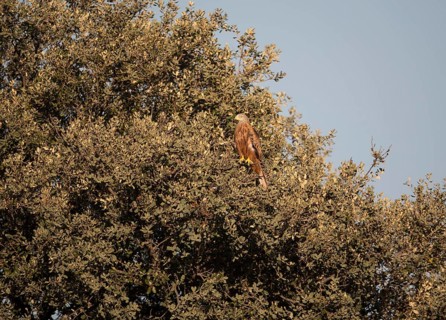 Red kite (Milvus milvus), Extremadura, Castilla La Mancha, Spain