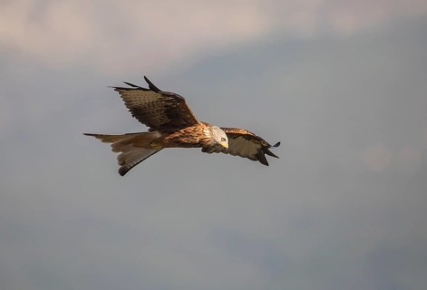 Red kite (Milvus milvus), Extremadura, Castilla La Mancha, Spain