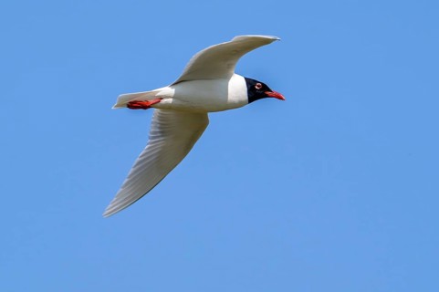 Mediterranean gull (Ichthyaetus melanocephalus, Larus melanocephalus) in breeding plumage flying