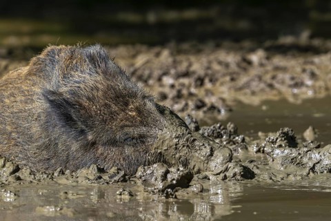 Wild boar (Sus scrofa) with muddy snout wallowing in mud puddle in forest